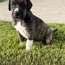 Boy 3 - Brindle male Great Dane puppy in Indianola, Iowa from Bull West Kennels