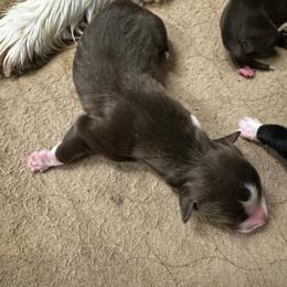 Baker - Red tri-color male Australian Shepherd puppy in Asheboro, North Carolina from Stellar Aussies