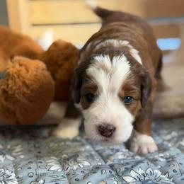 Lilly - Brown and white female Bernedoodle puppy in Toledo, Ohio from Avery Doodle Day LLC