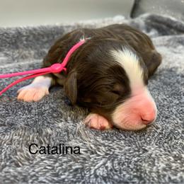 Catalina - Tri-color female Bernedoodle puppy in New Ringgold, Pennsylvania from Hawk Mountain Doodles
