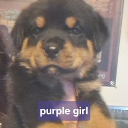 Girl 3 - Black and mahogany female Rottweiler puppy in De Witt, Iowa from Irish Eyes Kennels