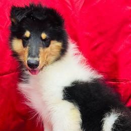 Raven - Black white and tan female Collie puppy in Groveland, Florida from Palmhaven Collies