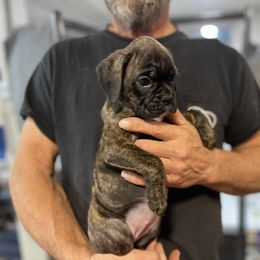 Storm-RESERVED - Brindle Boxer puppy in Taft, Tennessee from Hillbillie Boxers