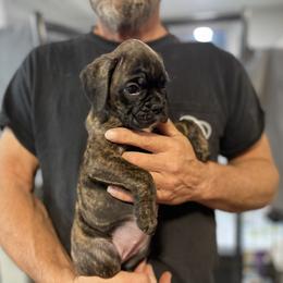 Storm-RESERVED - Brindle Boxer puppy in Taft, Tennessee from Hillbillie Boxers