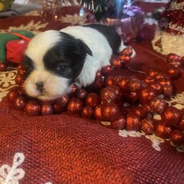 Christian - Gold and white male Shih Tzu puppy in Pleasant Shade, Tennessee from Kuntry Tyme Shih Tzus
