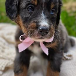 Seldovia - Merle female Bernedoodle puppy in Kalifornsky, Alaska from Autumn Vanskiver