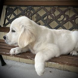 Goldendoodle and Golden Retriever Puppies from SSC Golden Retreivers