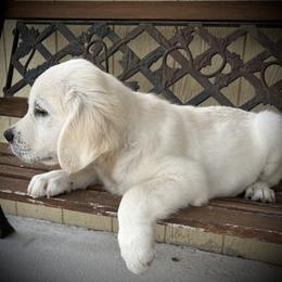 Goldendoodle and Golden Retriever Puppies from SSC Golden Retreivers
