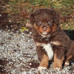 Kenobi - Red tri-color male Miniature American Shepherd puppy in Hillsdale, Michigan from Faithwalk Aussies and Mini American Shepherds