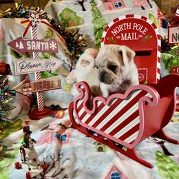 Yorrick - White male Pug puppy in Ferrum, Virginia from Menagerie Magnifique Pugs & Boston Terriers