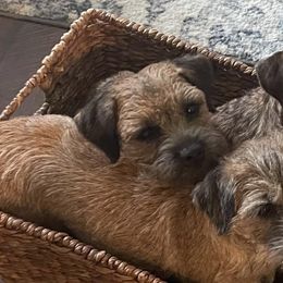 Border Terriers from Bullet Sabo
