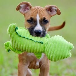 'Vex' LBK's Vexing Run - Red male American Staffordshire Terrier puppy in St. Augustine, Florida from LBK & Ancient City