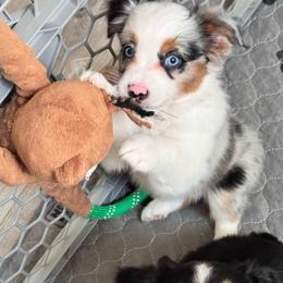BACI - Blue merle female Miniature Australian Shepherd puppy in California from Elsa’s lil Wiggle Butts