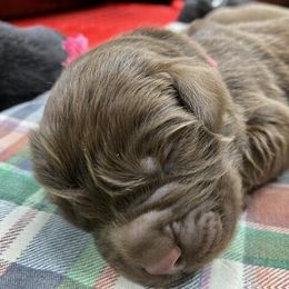 Maggie Pink girl - Newfoundland puppy from Latin of Course Newfoundlands