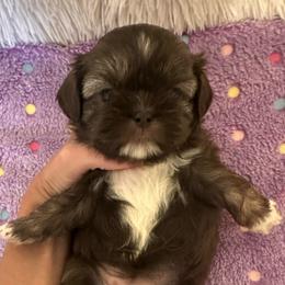 Girl 1 - Liver female Shih Tzu puppy in Tennessee from Cutshall Babies