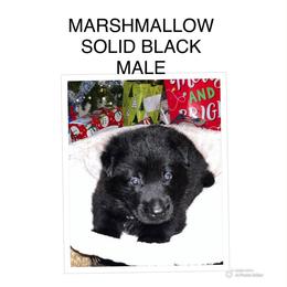 Marshmallow - Black male German Shepherd puppy in Blairsville, Georgia from Black Sheep German Shepherds