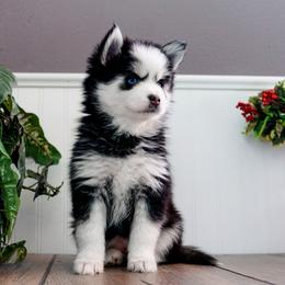 Pomsky Puppies from Arctic Star Pomskies