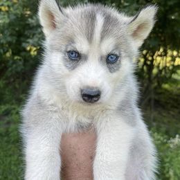 Siberian Huskies from Call of the Wild Farms