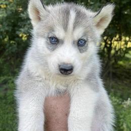 Siberian Huskies from Call of the Wild Farms