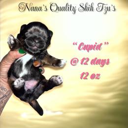 Cupid - Red and tan female Shih Tzu puppy in Sacramento, California from NANA’S  QUALITY SHIH TZU'S