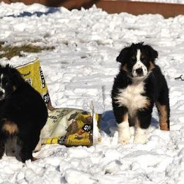 Australian Shepherd Puppies from Sliding S Australian Shepherds