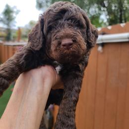 Blue Collar - Phantom male Poodle puppy in Colorado Springs, Colorado from Silly's Standard Poodles
