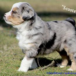 Miniature Australian Shepherd Puppies from Mutton Creek Aussies