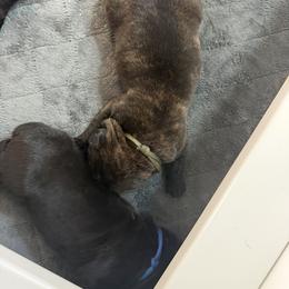 Cane Corso Puppies from CANE CORSO DI DROGHEDA