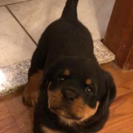 Rottweiler Puppies from Von Haenns Rottweilers