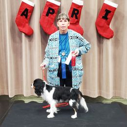 ZANDER - Cavalier King Charles Spaniel