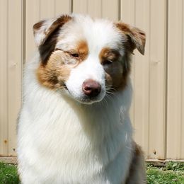 Bryce - Australian Shepherd
