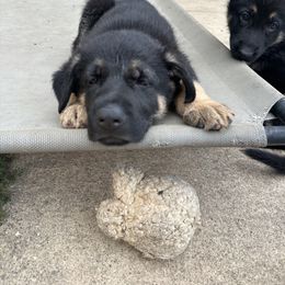 German Shepherd Puppies from Vermachtnis German Shepherds