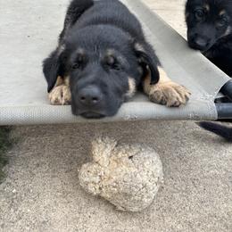 German Shepherd Puppies from Vermachtnis German Shepherds