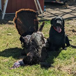Dilute Retriever and Labrador Retriever Puppies from SmoKy Hills Labradors