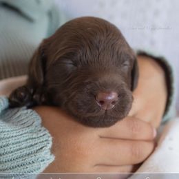 Clara - Chocolate female Goldendoodle puppy in Savannah, Georgia from Vino and Vespa Doodles