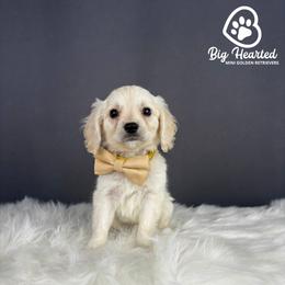 Woody - Cream male Companion Cross puppy in Utah County, Utah from Big Hearted Breeders