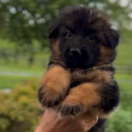 Female companion 3 - Black and red female German Shepherd puppy in Winchester, Kentucky from Drache Feld