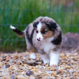 Miniature American Shepherd, Miniature Australian Shepherd, and Toy Australian Shepherd Puppies from Iron Spirit Homestead & Aussies