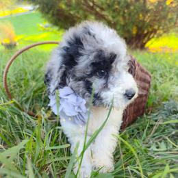 Basket Bay Merle - Merle male Goldendoodle puppy in Harrisonburg, Virginia from Curlytail Doodles