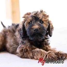 Fran - Wheaten female Whoodle puppy in Utah from My Whoodle