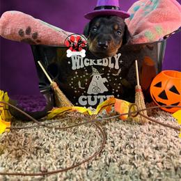 Dark Pink Collar - Black and rust female Doberman Pinscher puppy in Canton, Ohio from Aaliyah’s Dobies