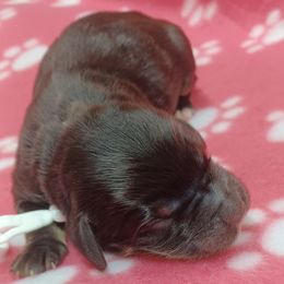 Willow White - Black and white female Bernedoodle puppy in Delphos, Ohio from Route 66 Poodles & Doodles, Sapphire Shih-tzu's of Ohio