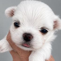 CLARA KOREAN DOLLFACE  TINY - White female Maltese puppy in Orlando, Florida from Denise’s Puppies