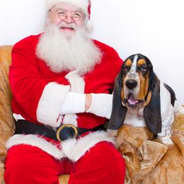 Basset Hound Puppies from Houndful Hearts