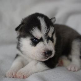 Ryker - Black and white male Siberian Husky puppy in Wiscasset, Maine from Running with Huskies
