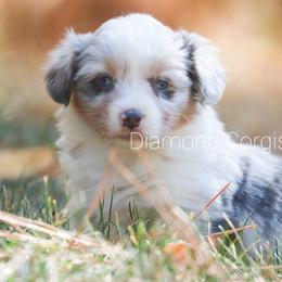 American Corgi, Cardigan Welsh Corgi, and Pembroke Welsh Corgi Puppies from Diamond Corgis