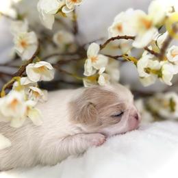 Girl 1 - Lemon and white female Japanese Chin puppy in Davisville, Missouri from Uniquely Yours, Shelly’s Japanese Chins