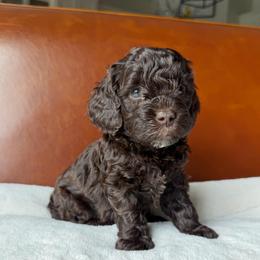 Pink Girl - Brown female Cockapoo puppy in Fort Gibson, Oklahoma from Waggle Doodles