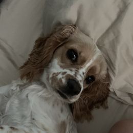 Sadie - Cocker Spaniel