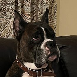 Jesse James - Boxer